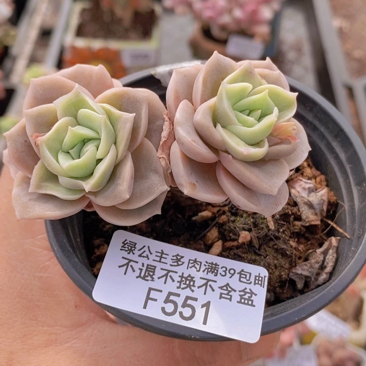 可爱玫瑰有砍7cm551多肉植物