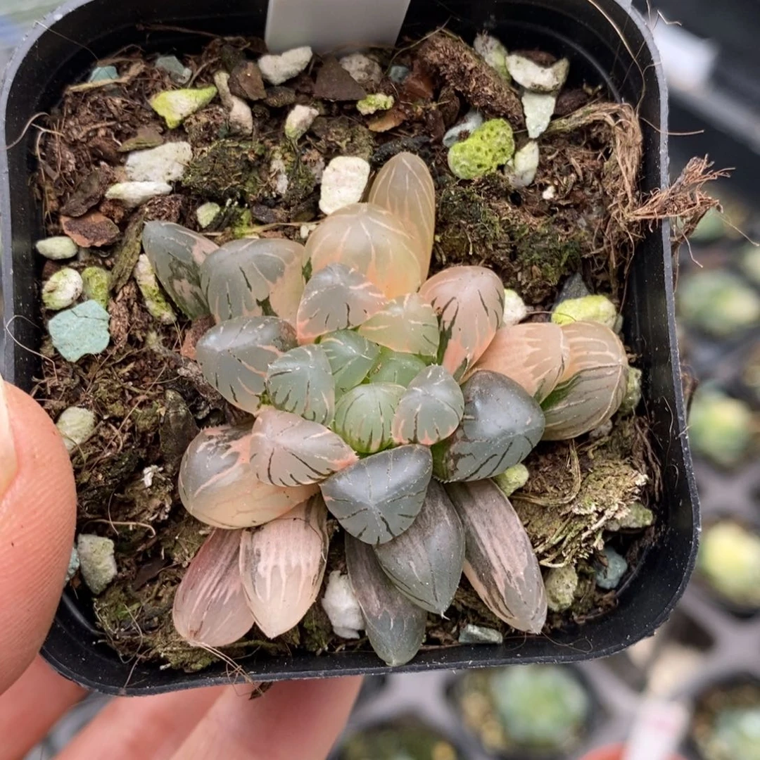 715号冰灯玉露锦锦