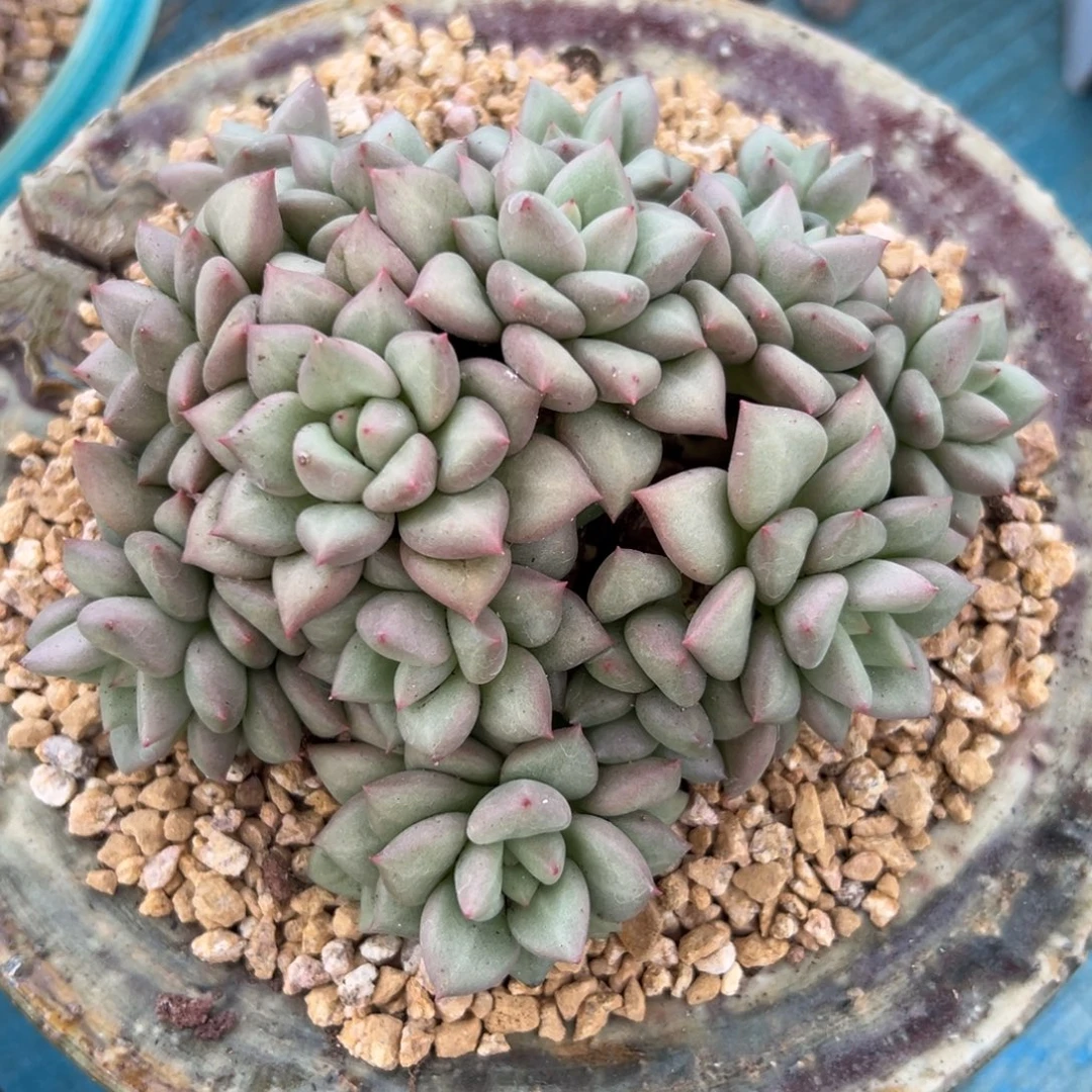 多肉植物一物一拍096
