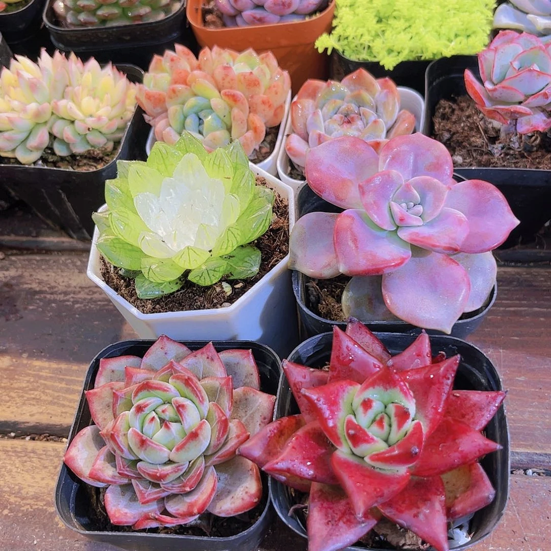 如图4盆11111111111111