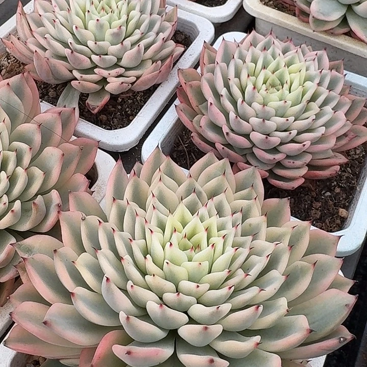 吉尔巴玫瑰锦一颗的价格