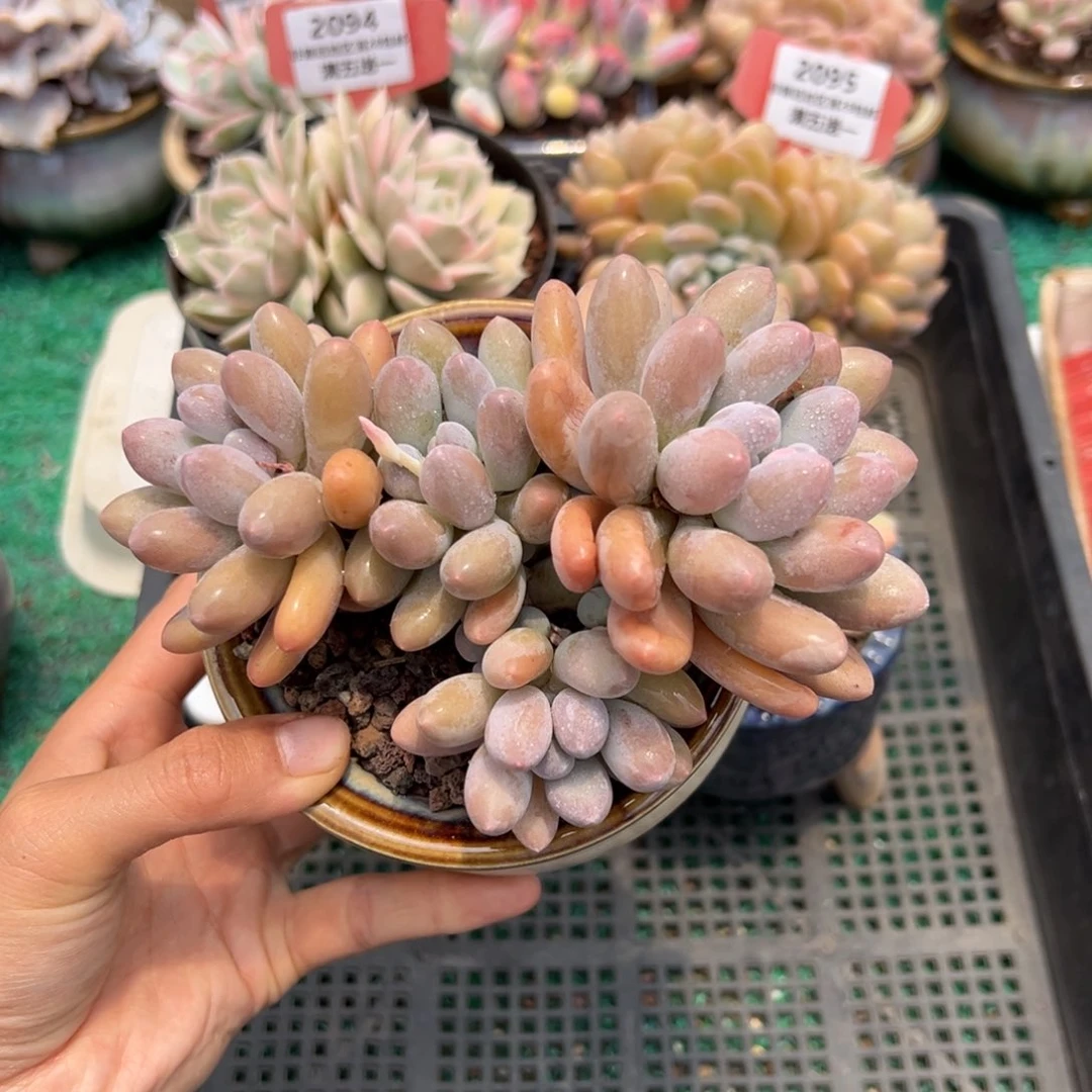 表妹精品多肉2098.