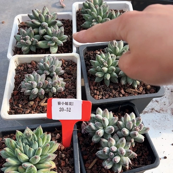 20.52乌拉一个脱土