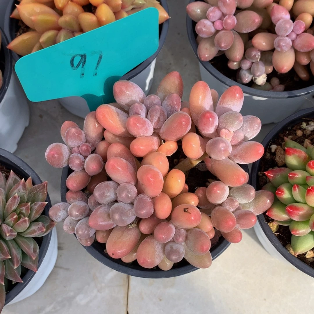 唐宇昂ywywuwuwuwu