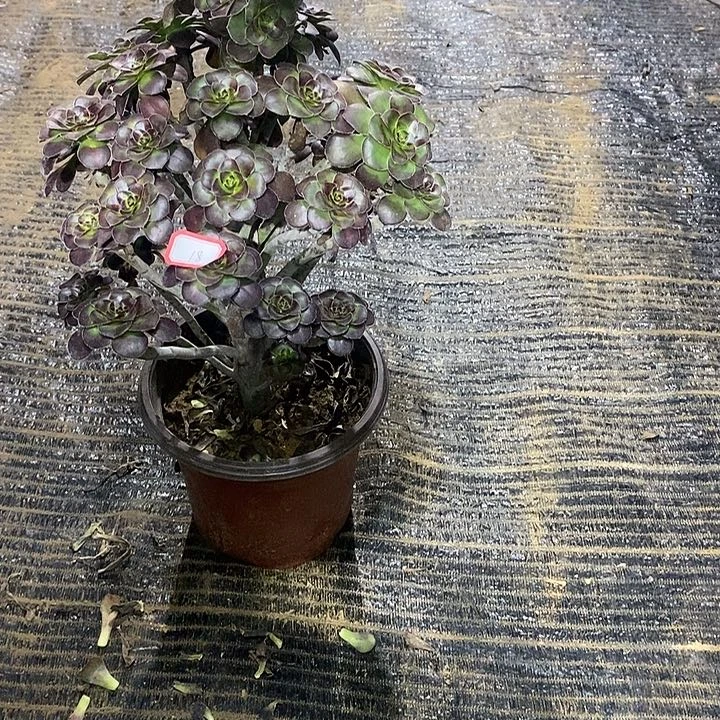 18，晚霞多肉法师多肉法师