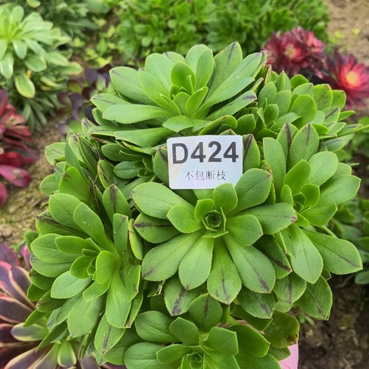 424必火量多肉法师不包断枝