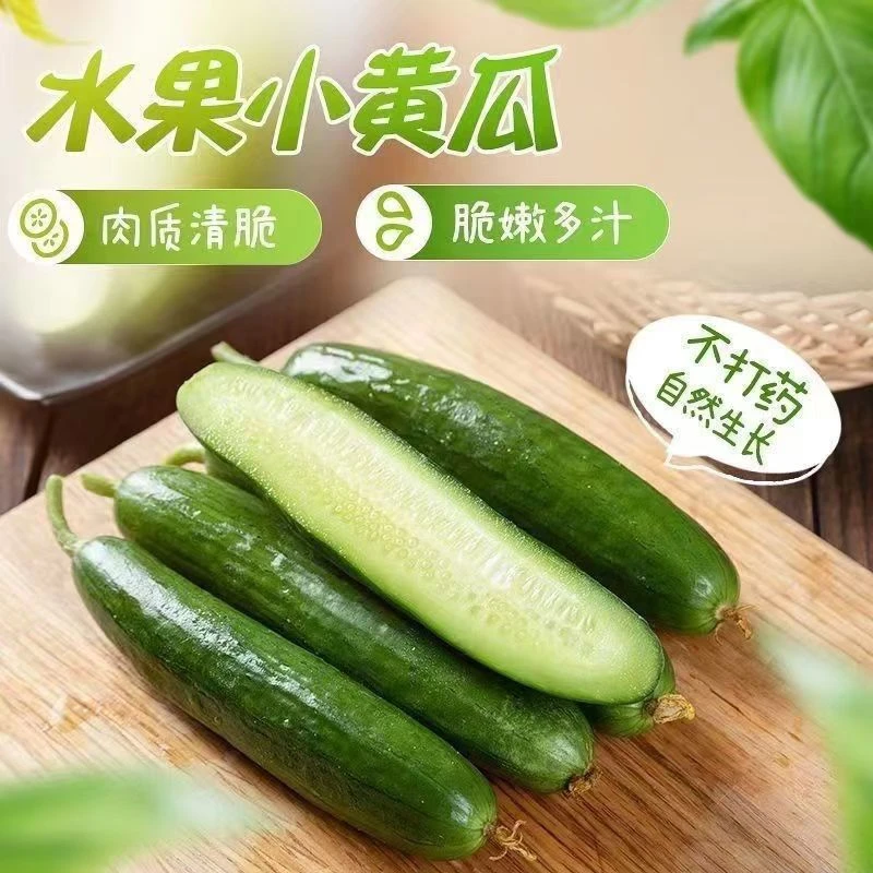 【精选】正宗水果小黄瓜生吃新鲜脆嫩多汁3斤山东当季现摘先发