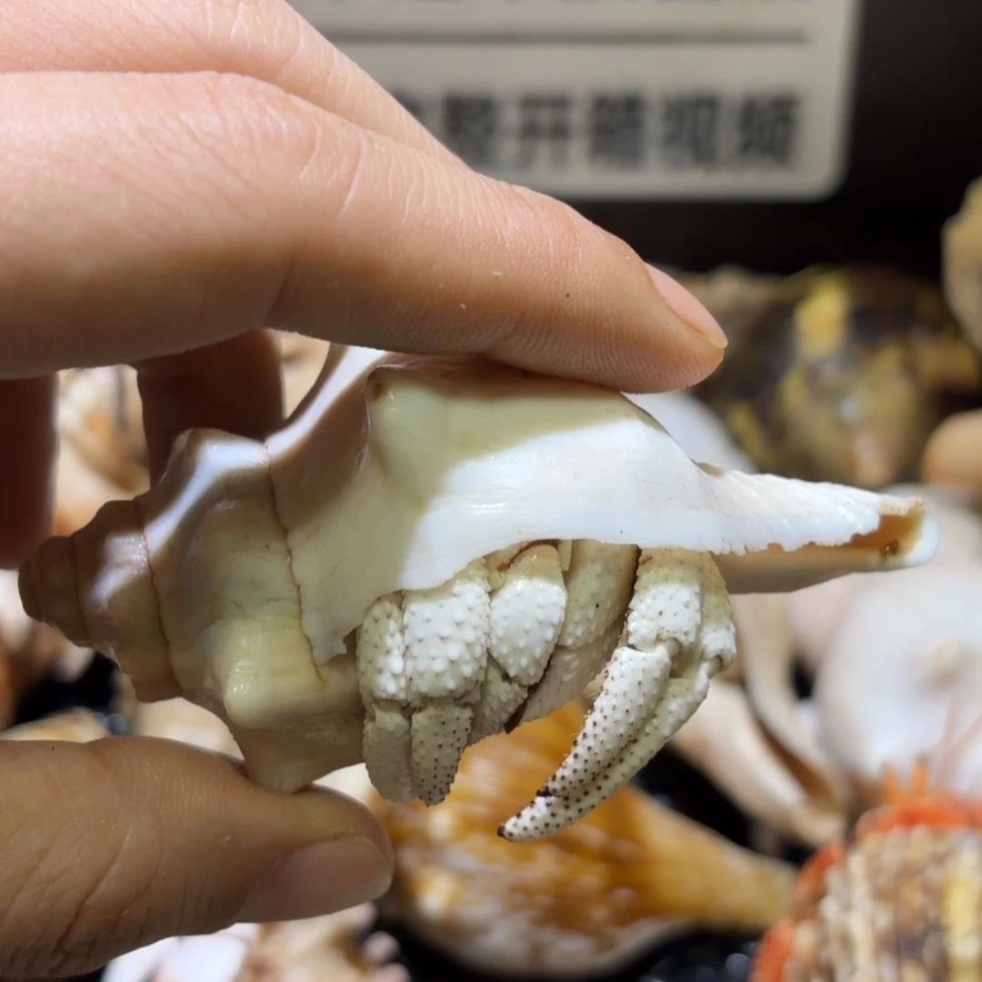 纯白白草寄居蟹 熊老板