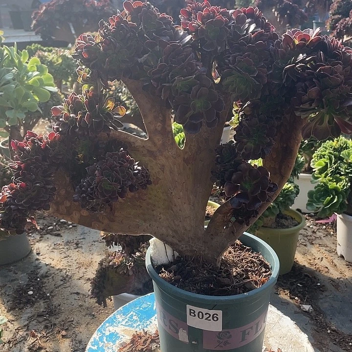 B026欧紫缀化48-1一棵脱土包邮
