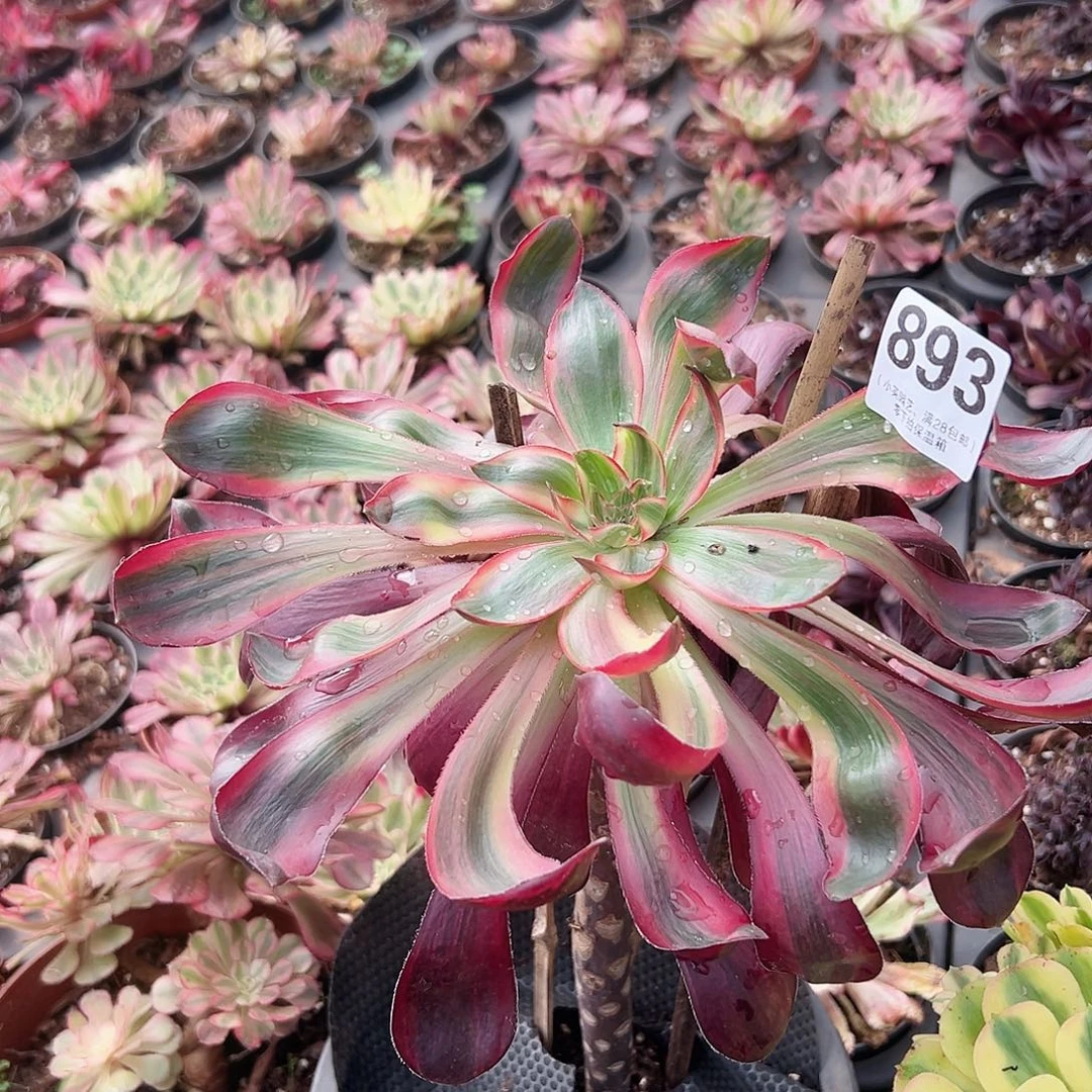 火凤多肉植物多肉植物