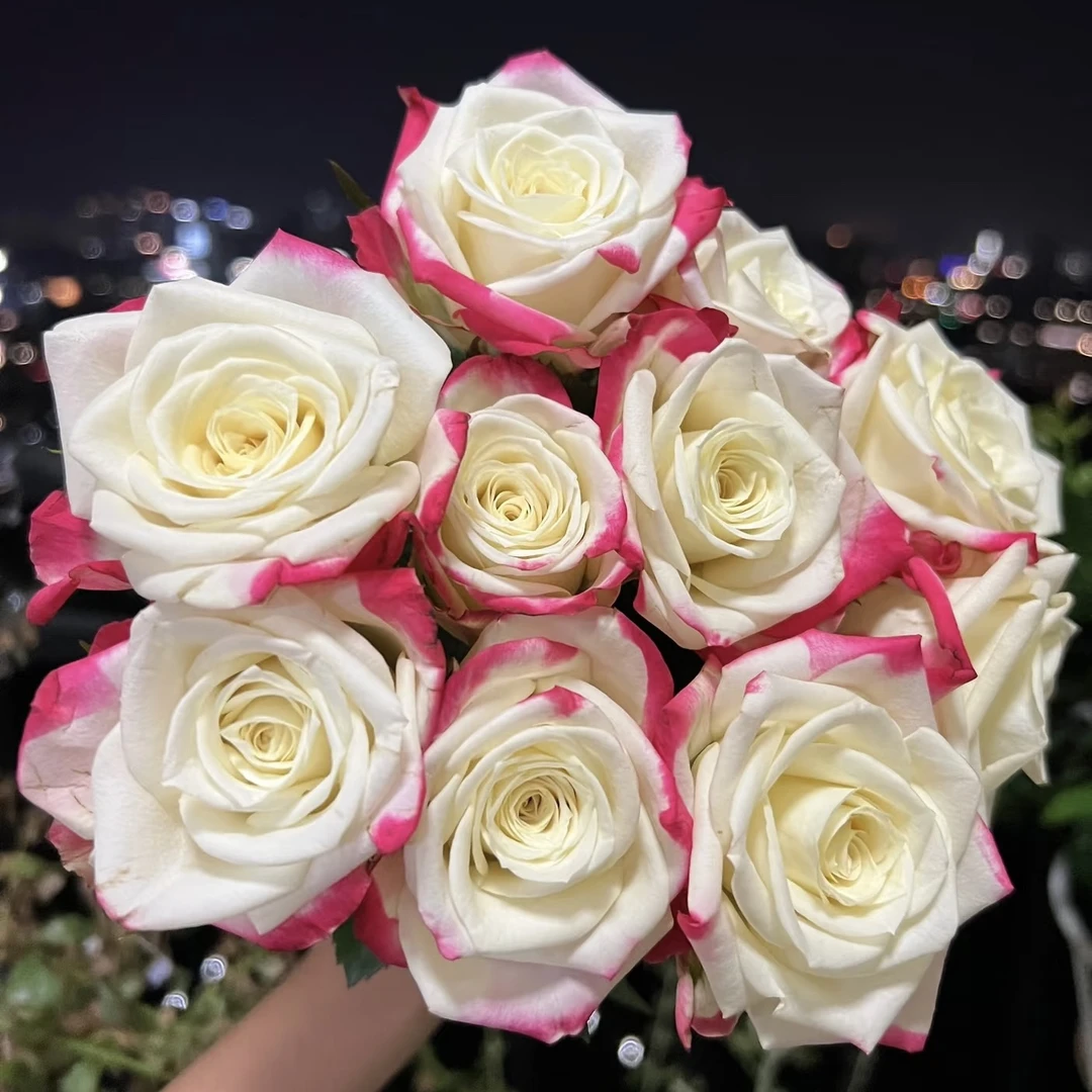 艾利森 切花 大花 灌木月季小苗