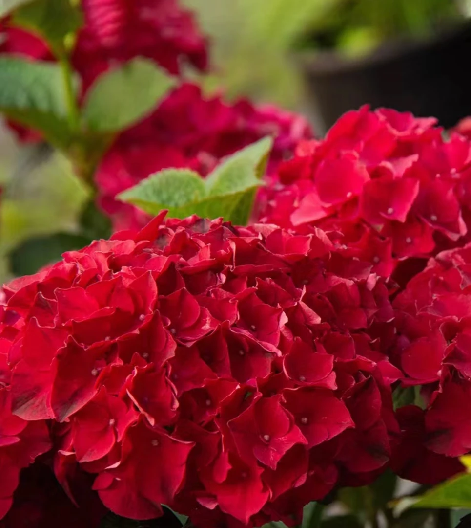 【世界红宝石】2加仑 红色绣球多年露天老桩苗花苞原盆原土基地直发