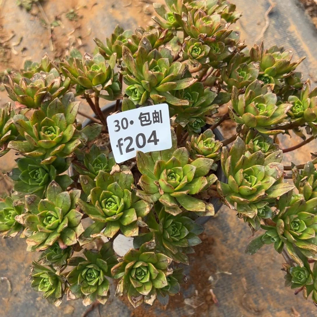 204 多肉法师绿茶