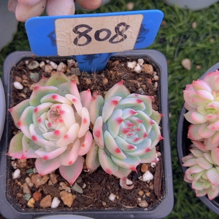 健健康康平平安安