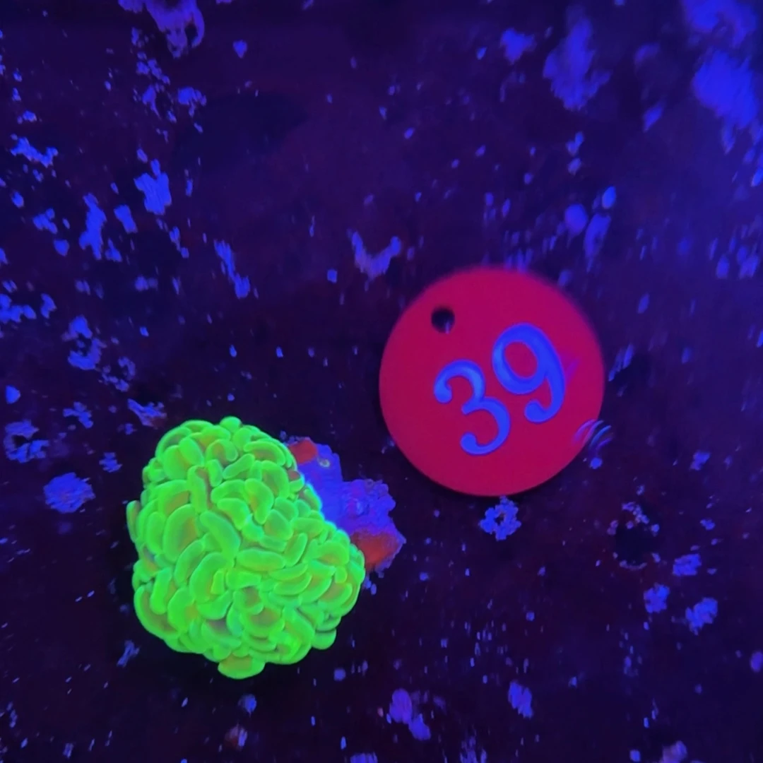 万鱼来朝海水观赏