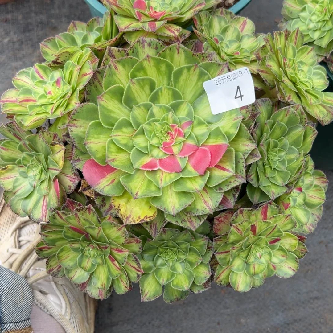 4知否无根多肉植物