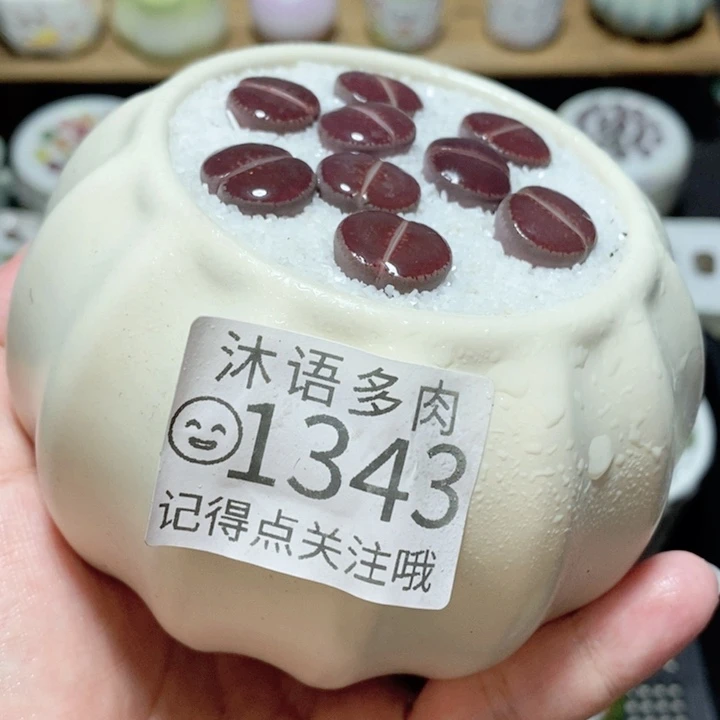 精美盆栽 一物一拍 1343