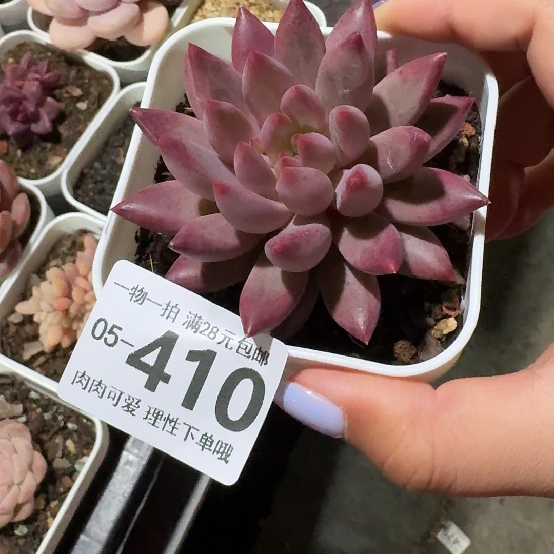 金鱼姬无盆土发货无