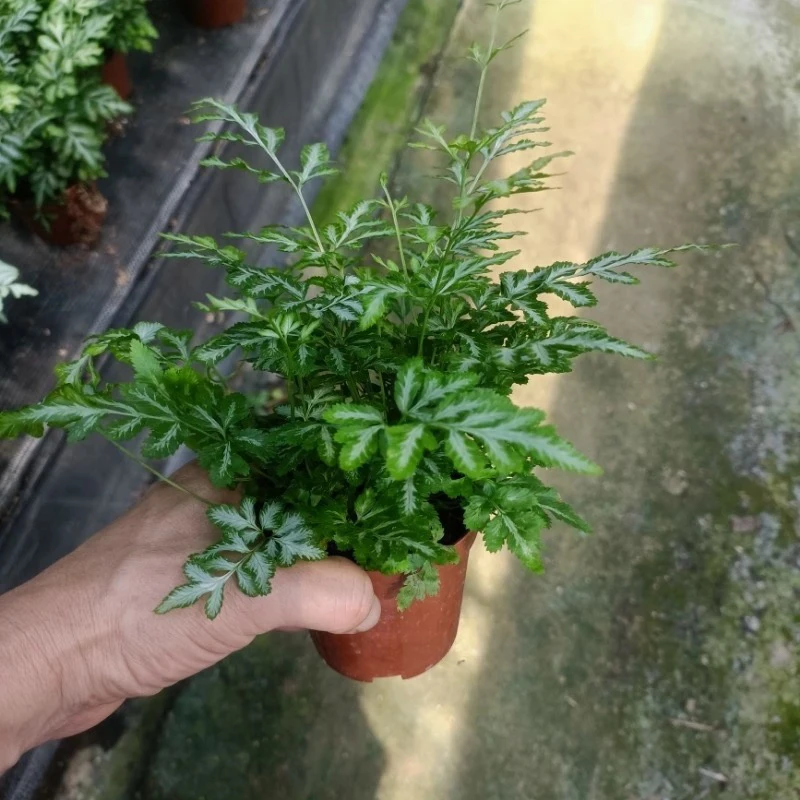 精品90口径夏雪银线蕨室内高端喜阴观叶绿植花卉盆栽新手好养