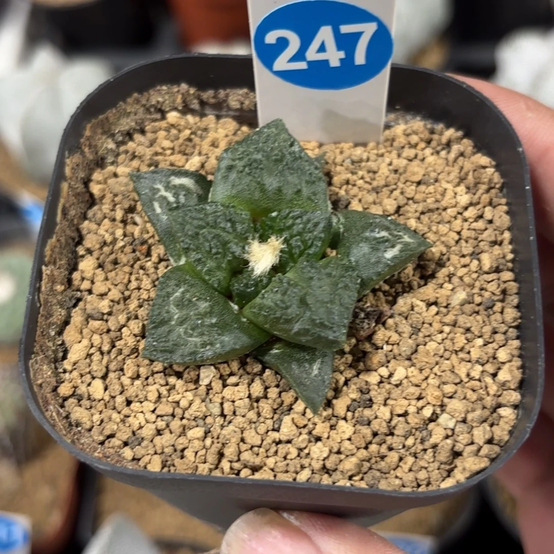 247实生龟甲鸾牡丹带盆带土