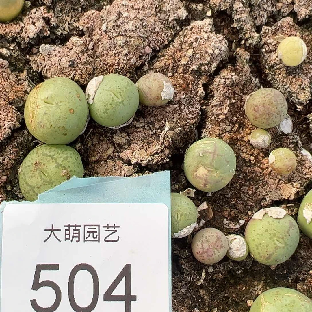 0000504量拍园艺悟空猴5颗