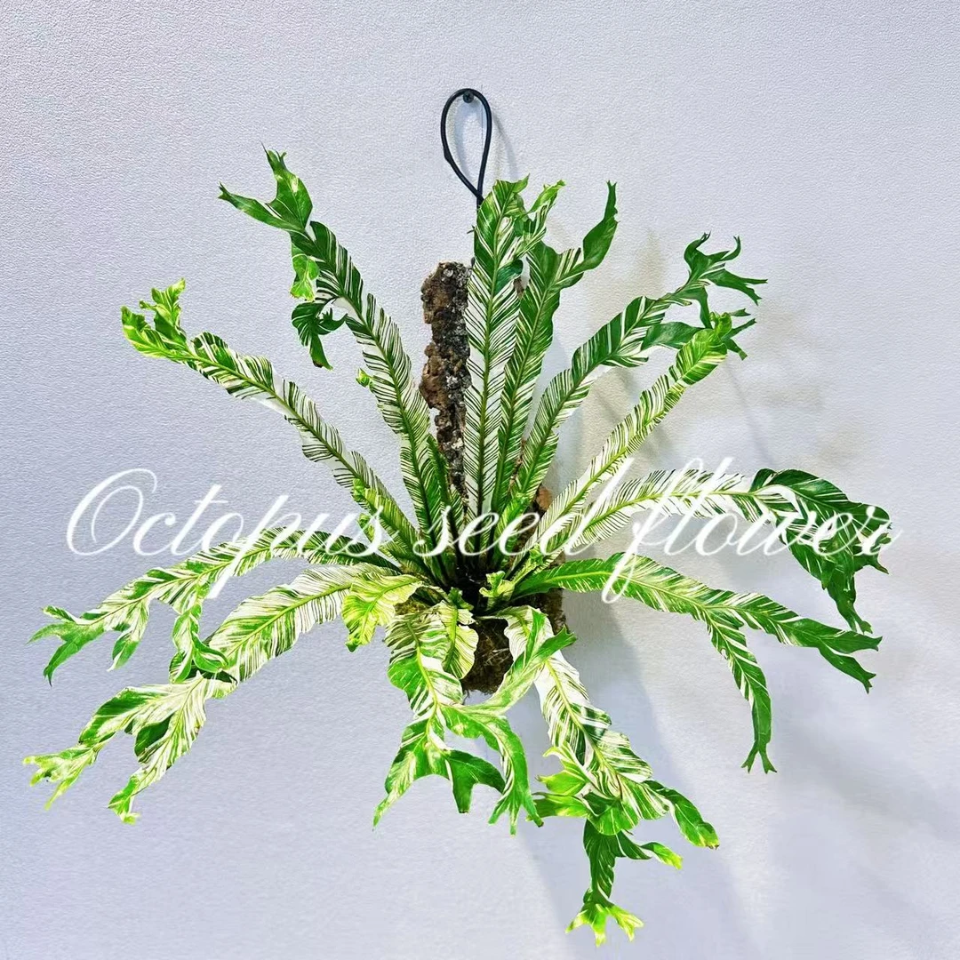 锦叶鸟巢蕨  花叶鸟巢蕨蕨类室内耐阴出锦绿植盆栽吸甲醛顺丰包邮