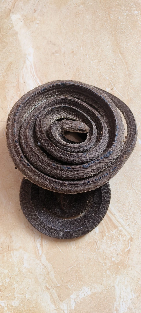 春草龄正品乌梢蛇干中药材全开切段