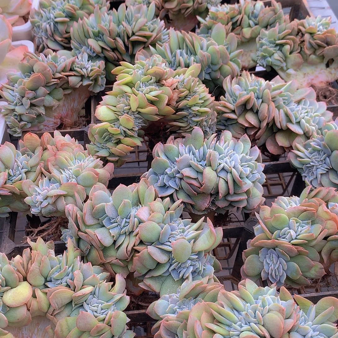 白凤缀化3456788999990