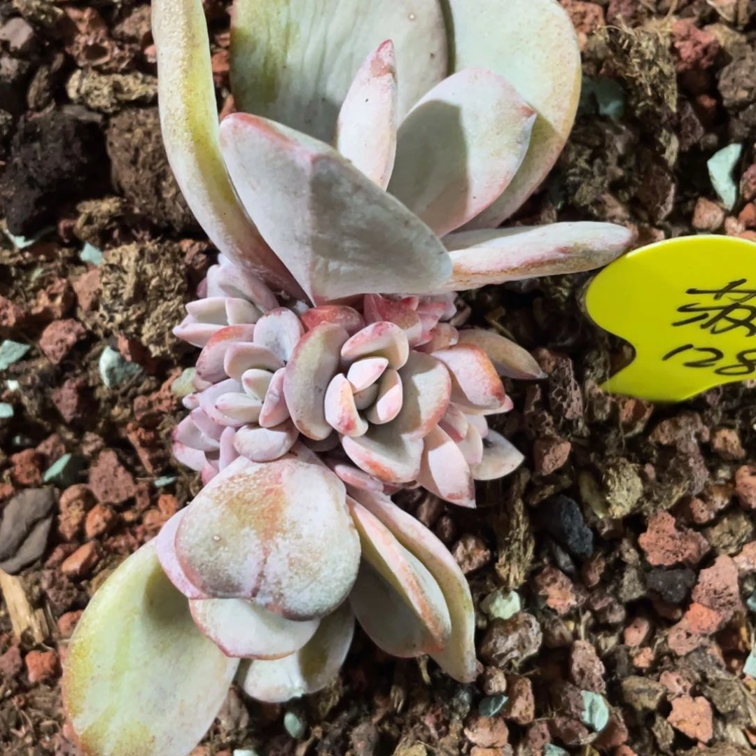 苏****g奶茶群生无砍无摘128