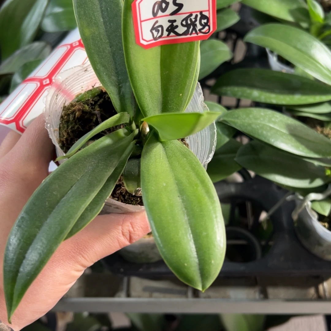 当前无花栽培后可以开花003双头白天鹅，凑单发货