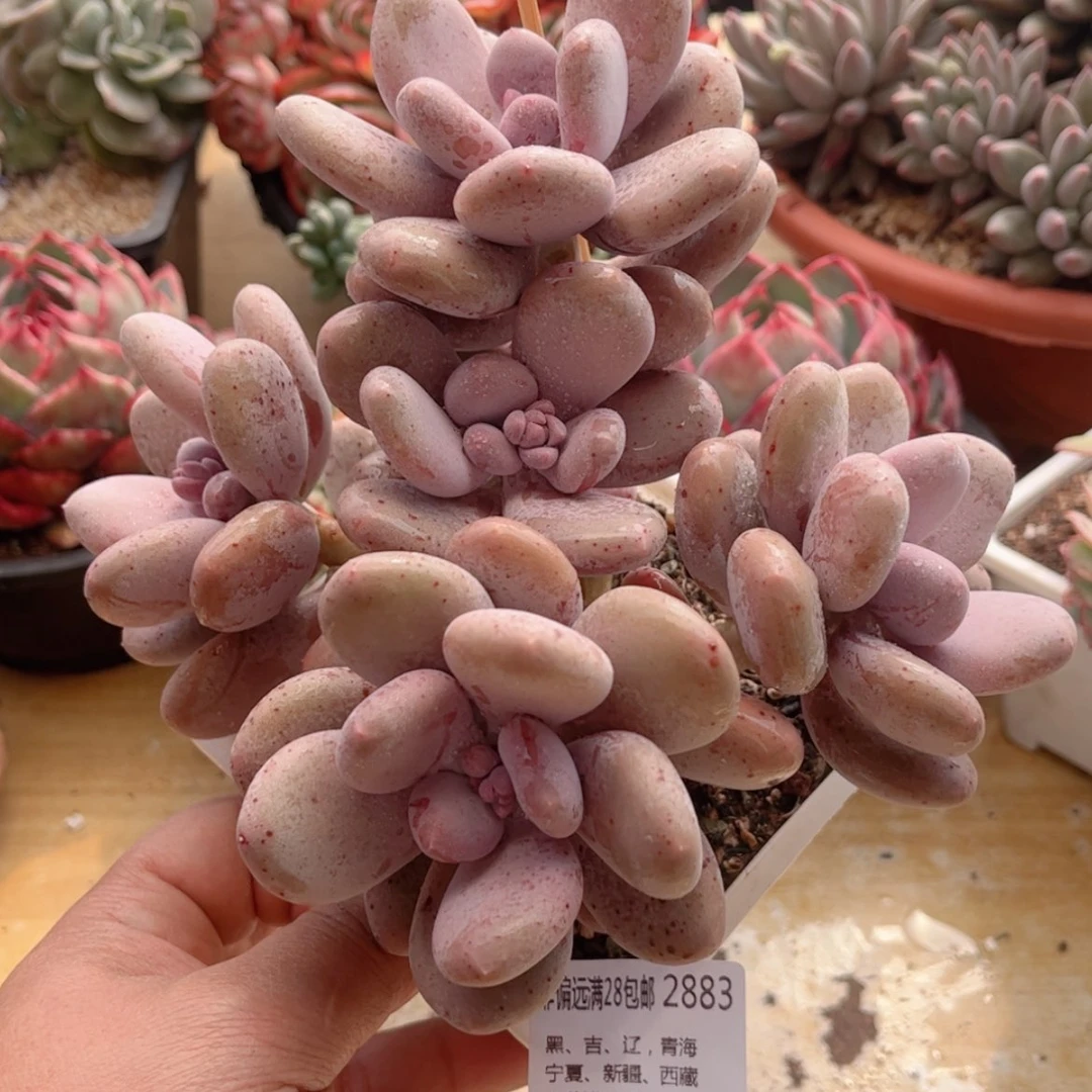 【闪购商品】2883大叶奶