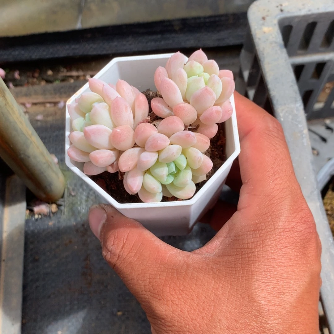那时候是在医院做护理啊