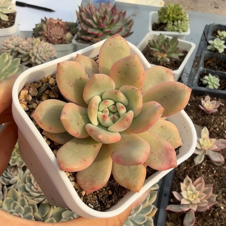 爱丽儿锦多肉植物