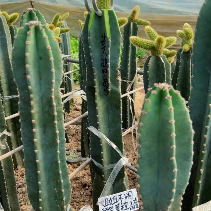 姐**闹预定量天尺嫁接金妞莫拉128