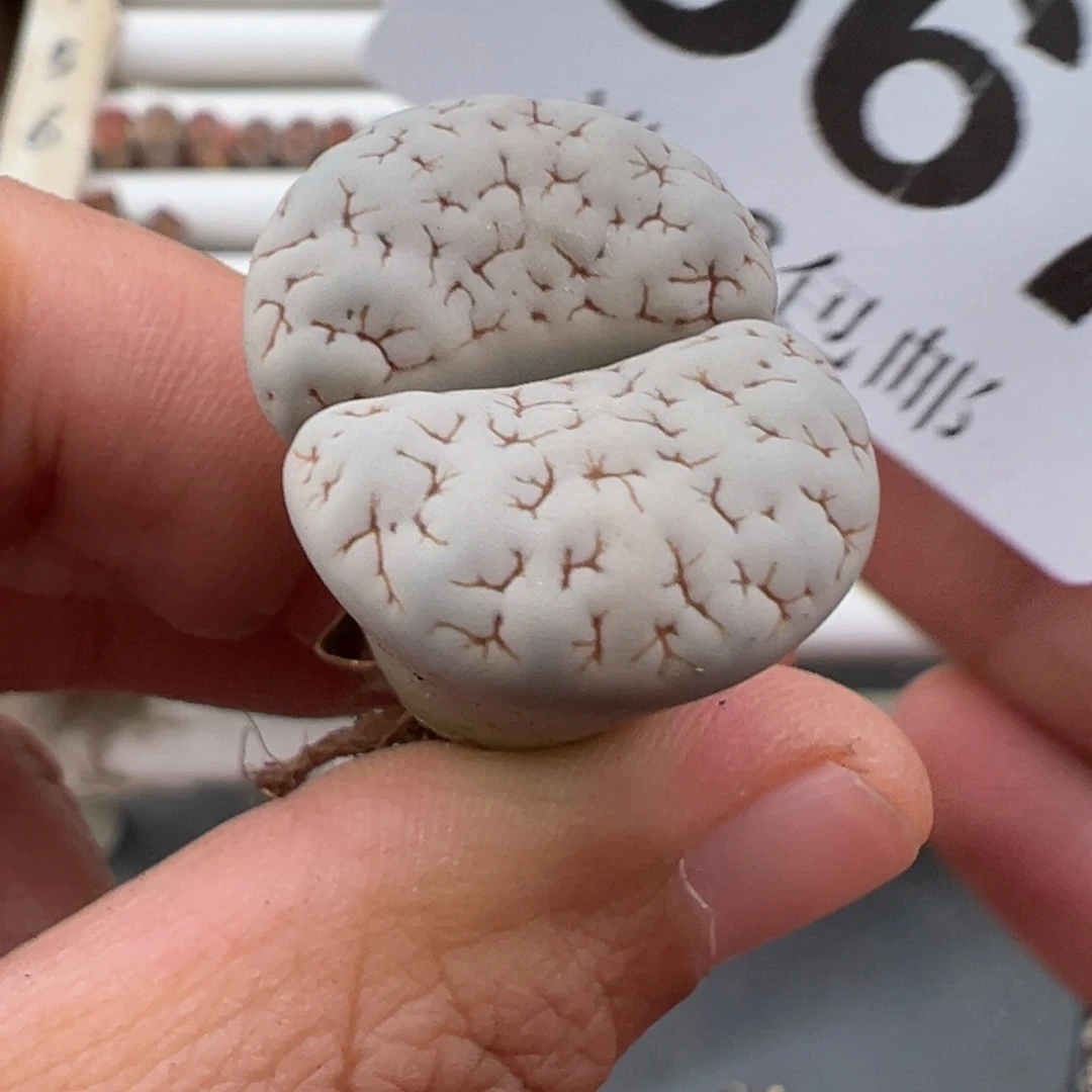 4.24好看的多肉脱土发货567