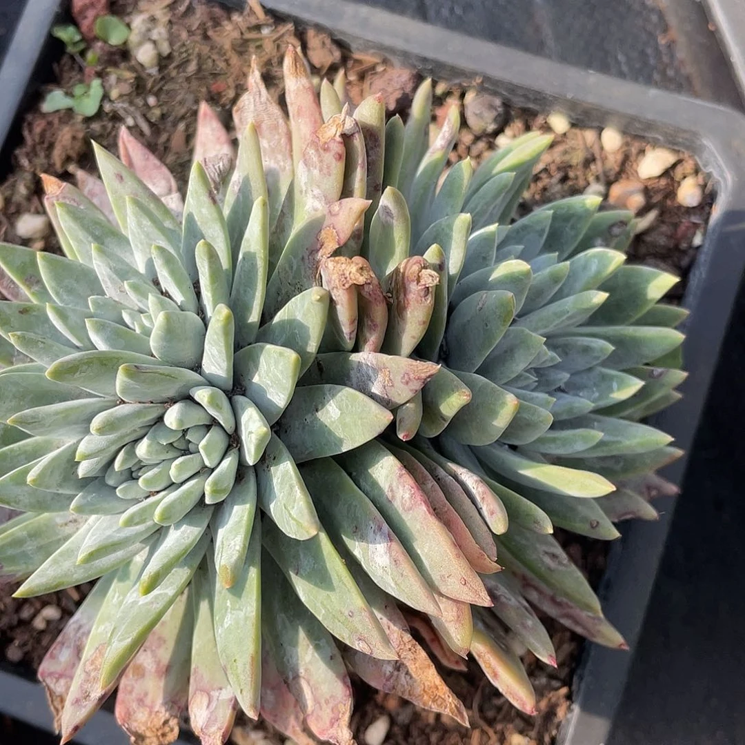 白菊苹果叶多头11911