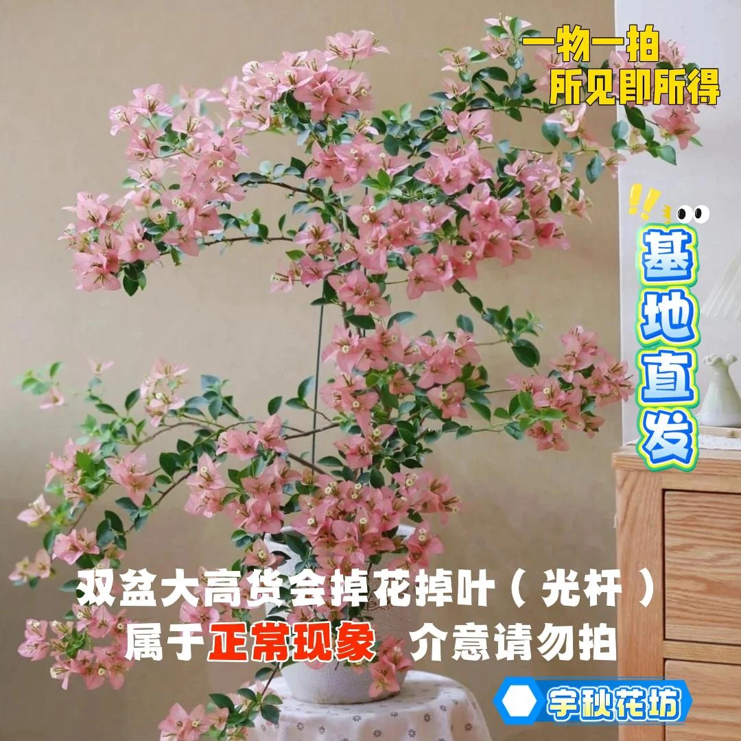 宇秋【双盆福利一物一拍】会掉花落叶会成光杆介意不拍！三角梅