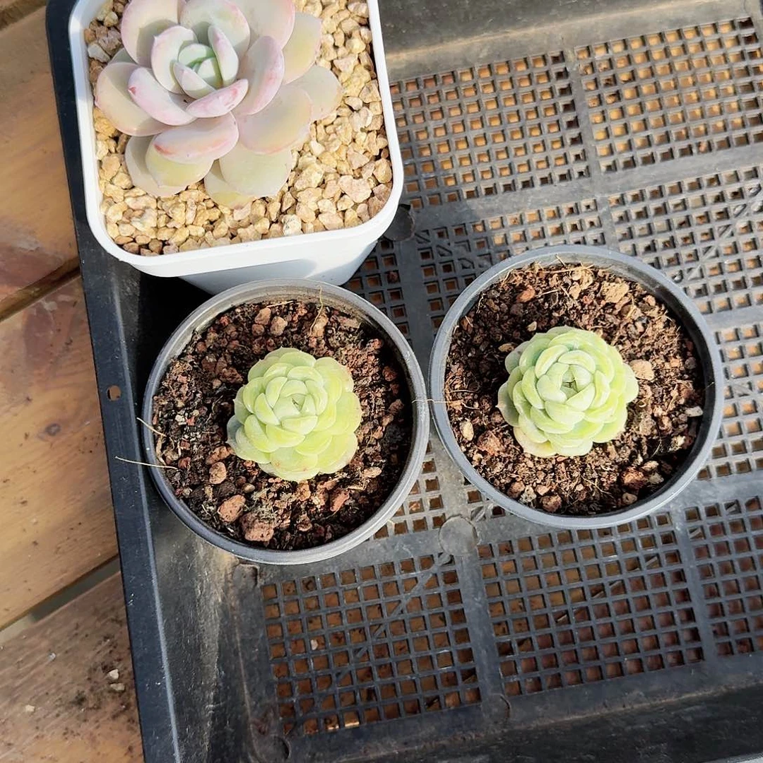 N***?多肉植物三颗带盆土发货7811