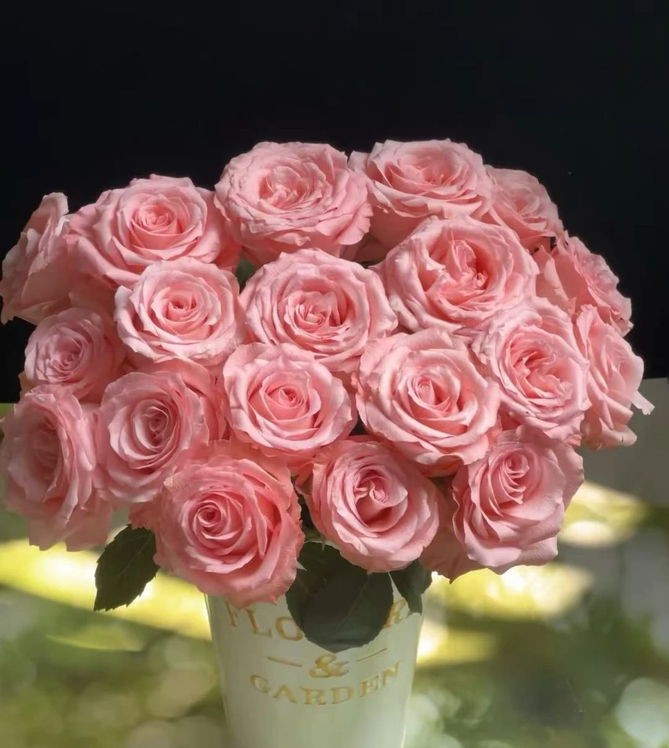 【戴安娜】20枝单头玫瑰云南基地直发生活花插花两单顺丰冷链包邮