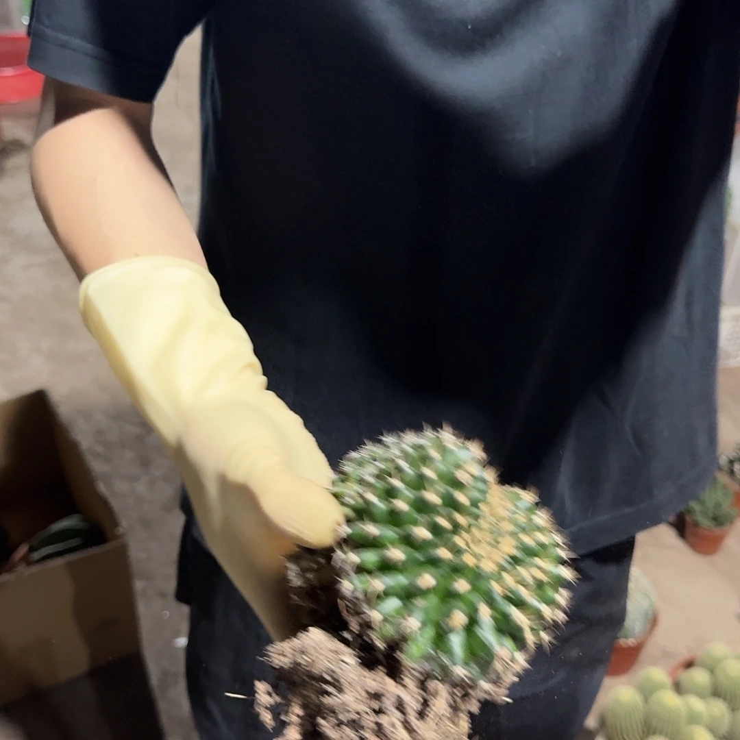 一行园艺【翠皇冠醉化】