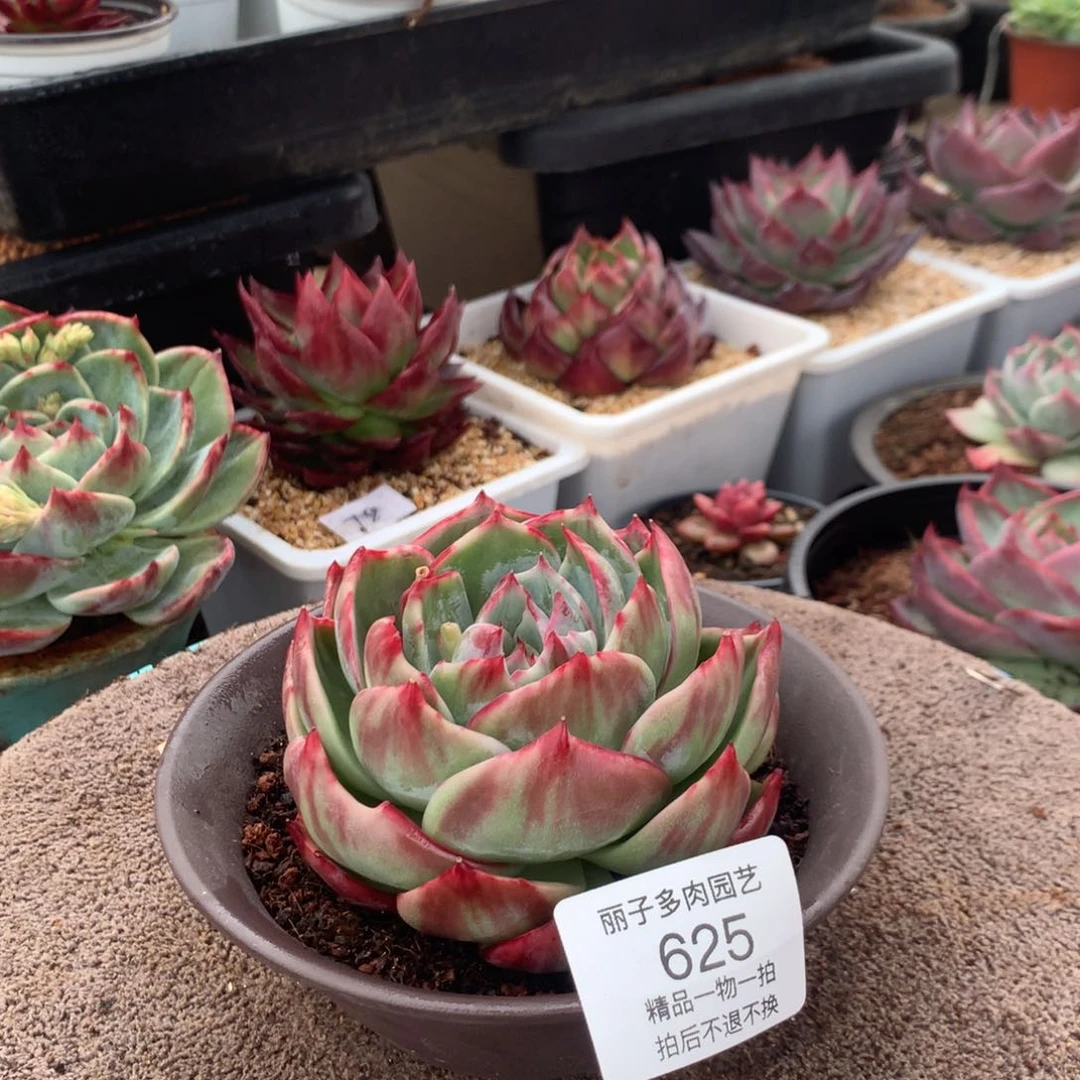 自**风625惊鸿宽叶内沟拉丝。尺寸10。多肉植物