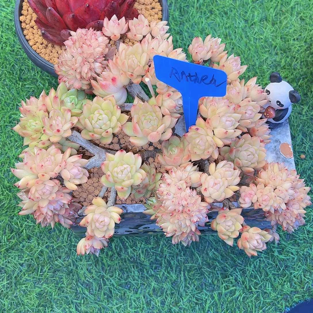 金蟾朵朵缀红钻一起二颗