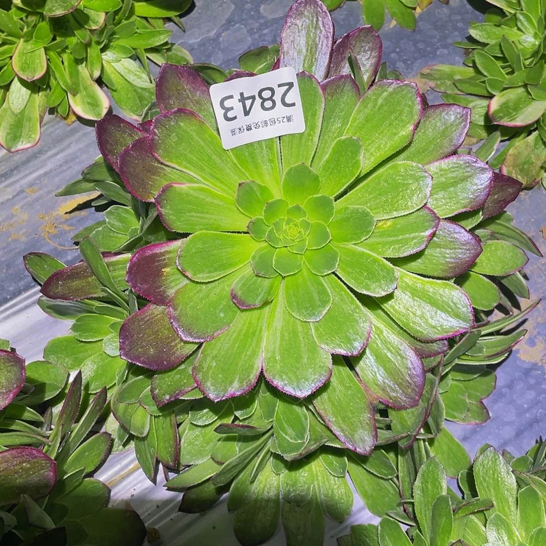 2843万花筒多肉植物