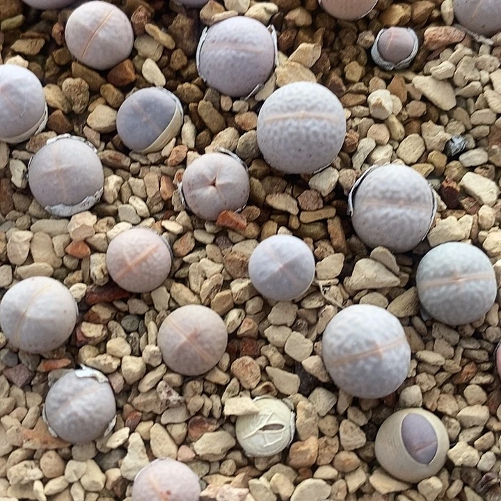 高尔夫一颗高尔夫