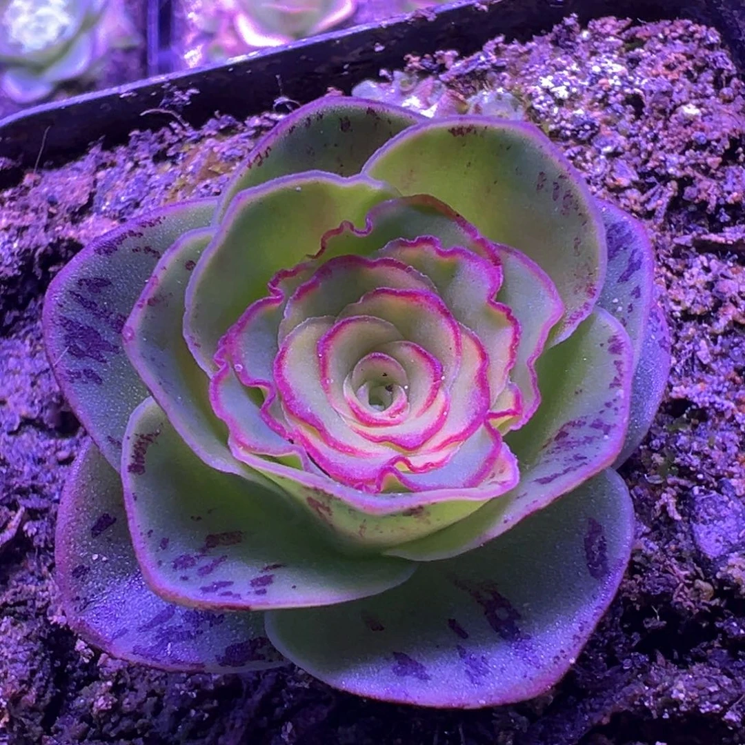 园红叶209山地玫瑰多肉