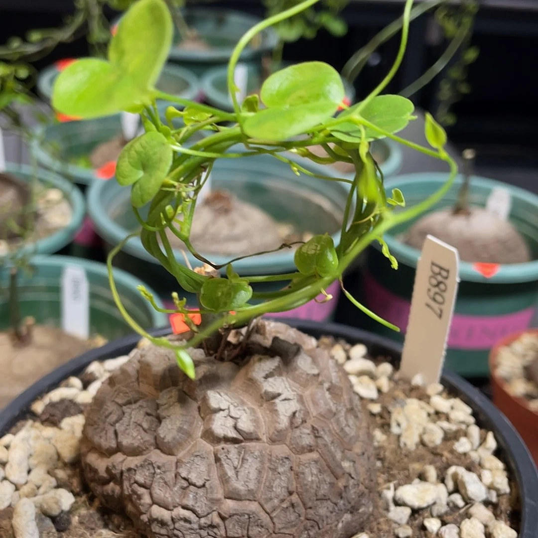 897号龟甲龙不退不换