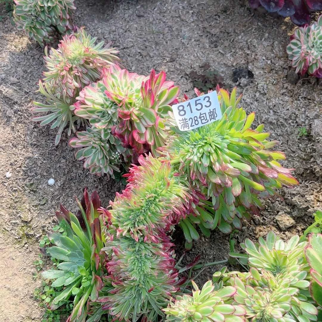 W*IH. 8153金丝菊缀多肉