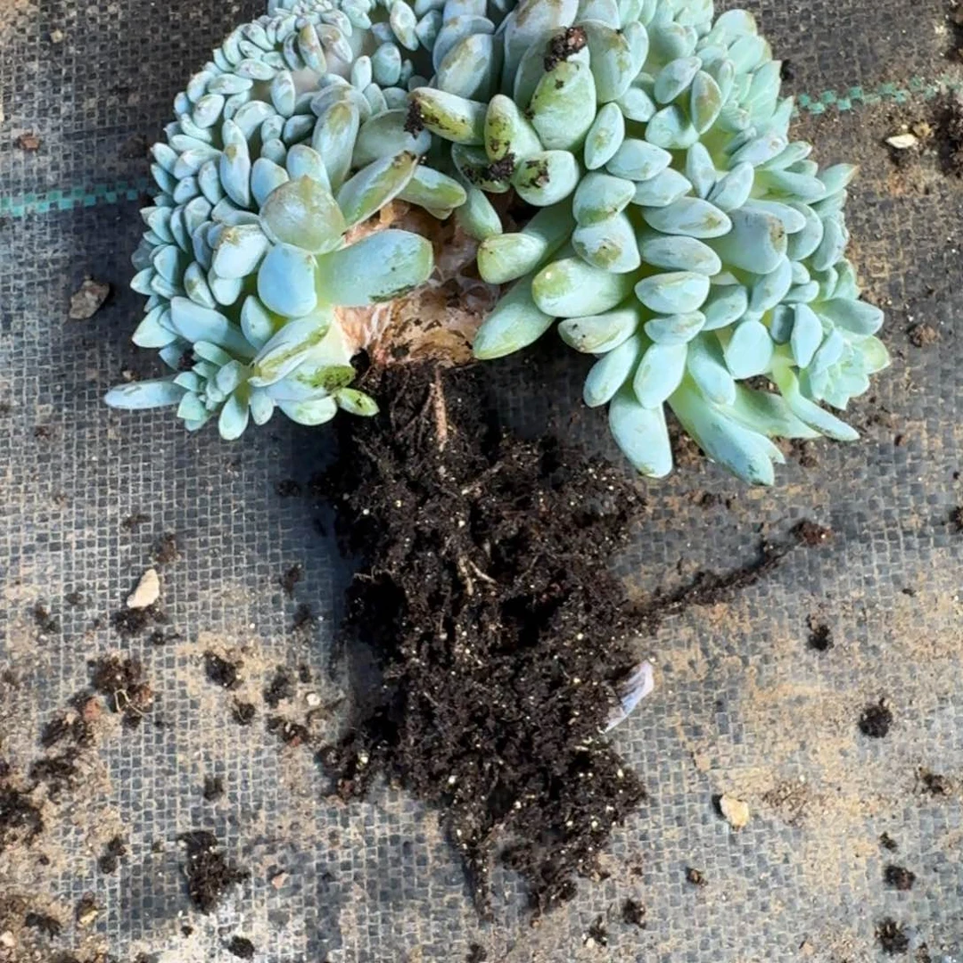 星影树缀无砍多肉