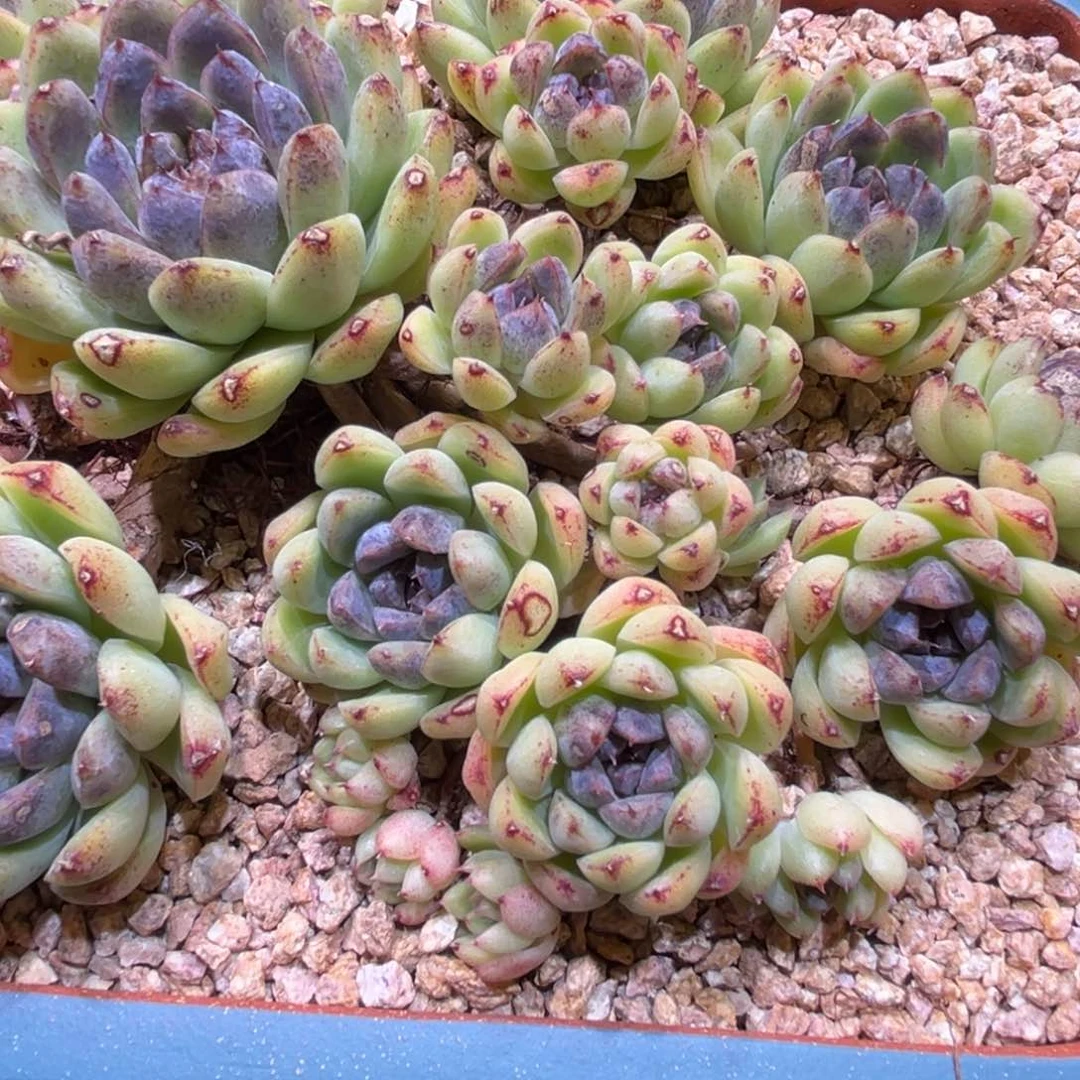 我****?紫水晶，一物一拍，寄养