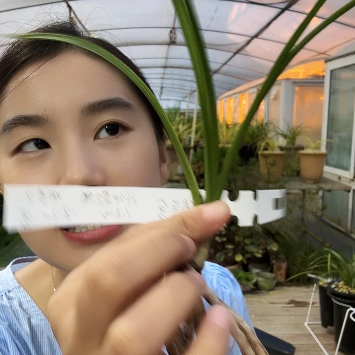 琪***舍完全开放青蓝线开朱金中透花123456